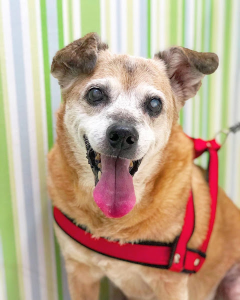 Foto 2 Clinica Veterinária VivaVet