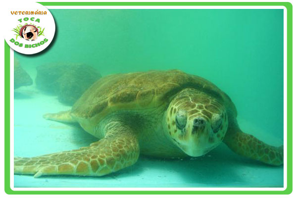 Clínica Veterinária Toca dos Bichos