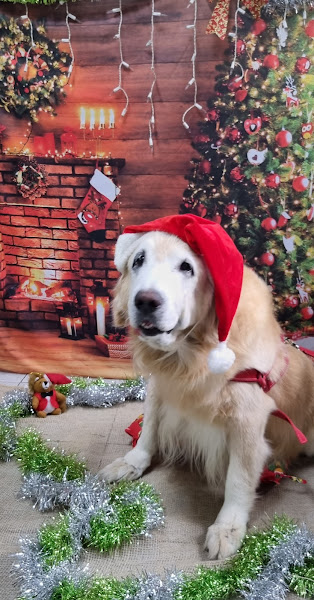 Foto 1 Clínica Veterinária Toca dos Bichos