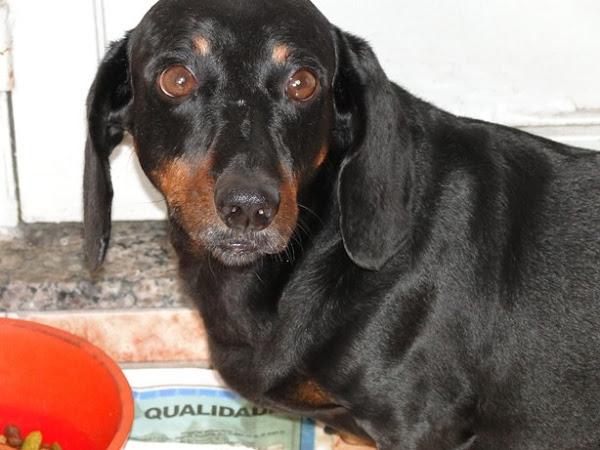 Clínica Veterinária Recreio