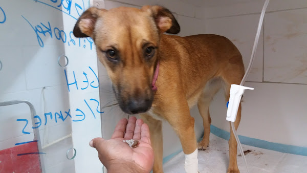 Foto 1 Clínica Veterinária Recreio