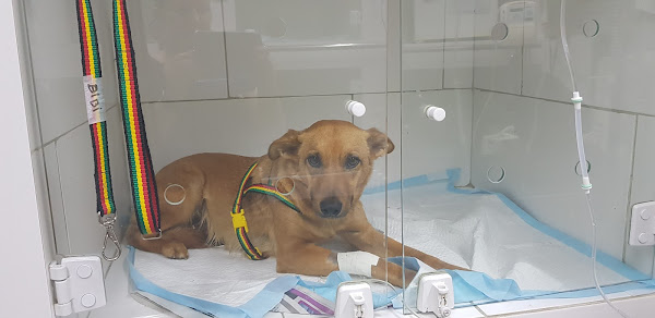 Foto 2 Clínica Veterinária Recreio