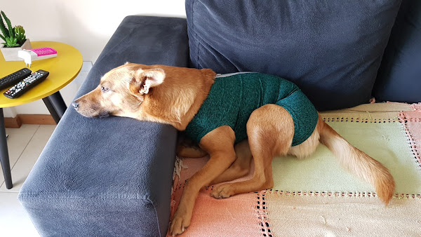 Foto 5 Clínica Veterinária Recreio