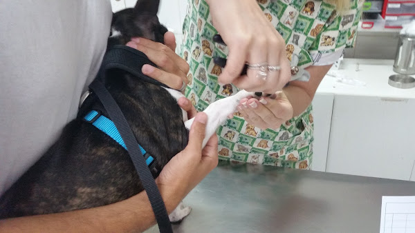 Foto 7 Clínica Veterinária Recreio