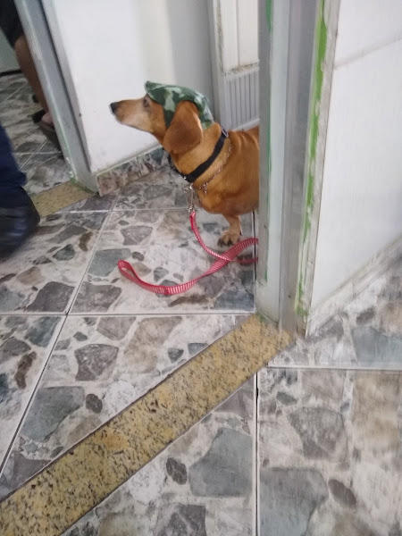 Foto 1 Hospital dos Animais