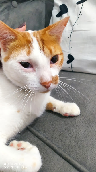 Foto 1 Veterinária madureira