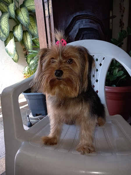 Foto 2 Veterinária madureira