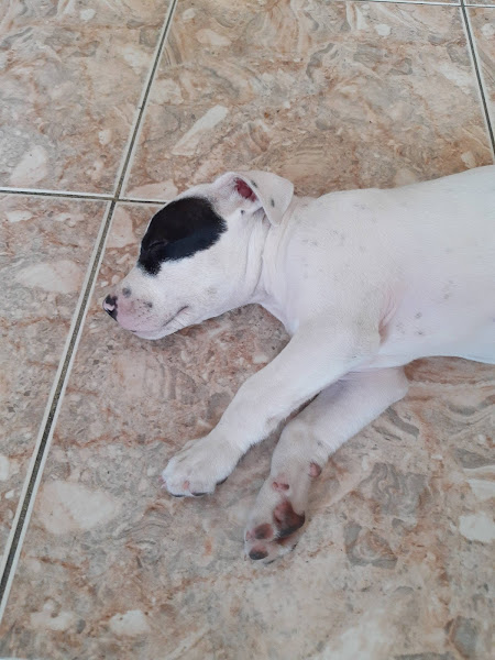 Foto 3 Veterinária madureira