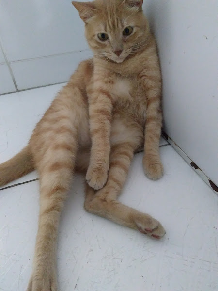 Foto 2 Veterinária LASSIE