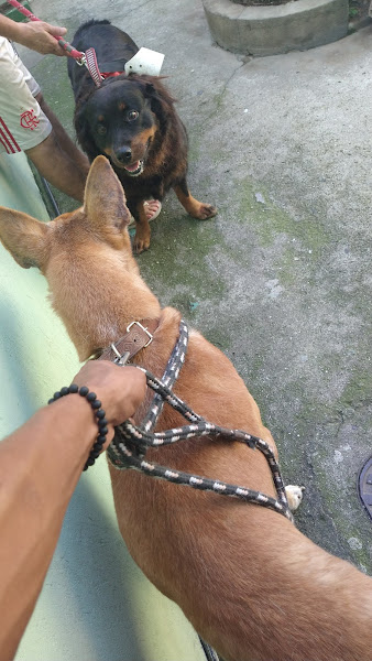 Clínica Veterinária Mundo dos Bichos