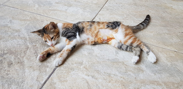 Foto 1 Clínica Veterinária Mundo dos Bichos