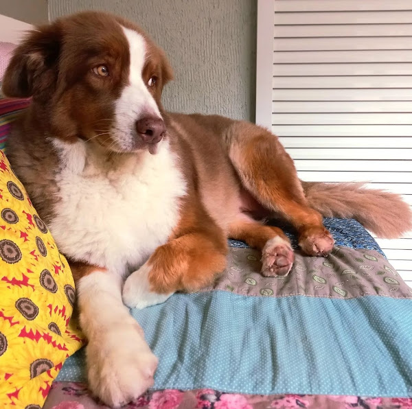 Doutor Silvestre Clínica Veterinária