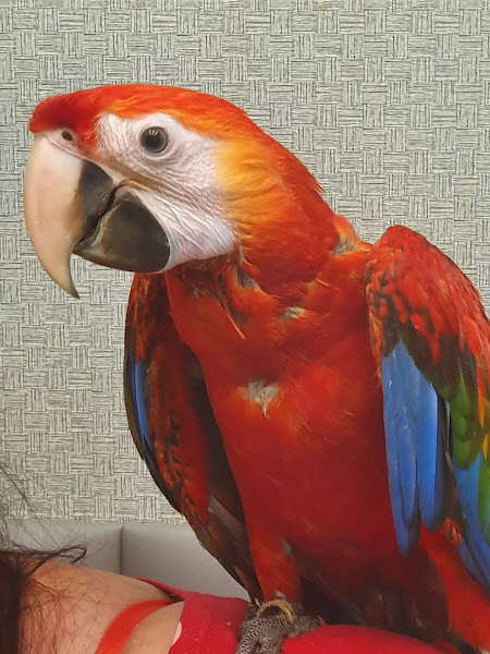 Foto 2 Doutor Silvestre Clínica Veterinária