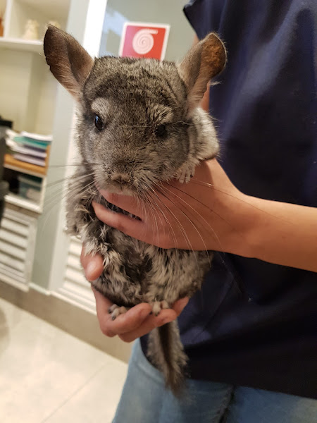 Foto 3 Doutor Silvestre Clínica Veterinária