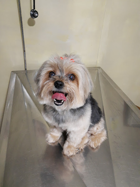 Cemev Centro Médico Veterinário