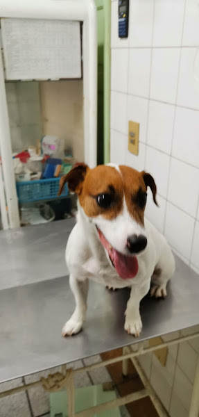 Foto 3 Veterinária Jardim Botânico