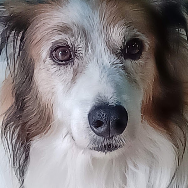 Foto 1 Clínica Veterinária Os Três Pastores