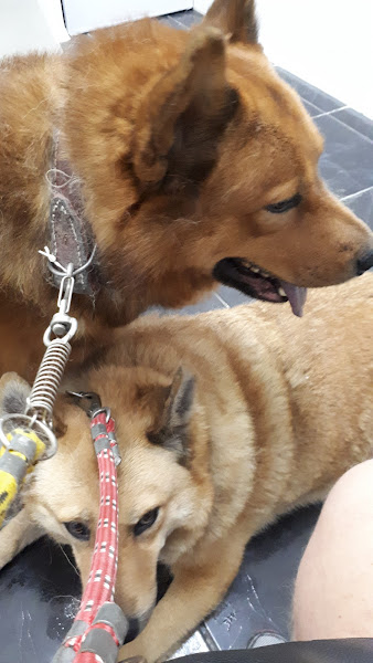 Foto 2 Clínica Veterinária Os Três Pastores