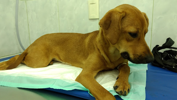 Veterinária Praça Seca . Direção: Dra. Renata Cancela & Dr. Fernando Cancela