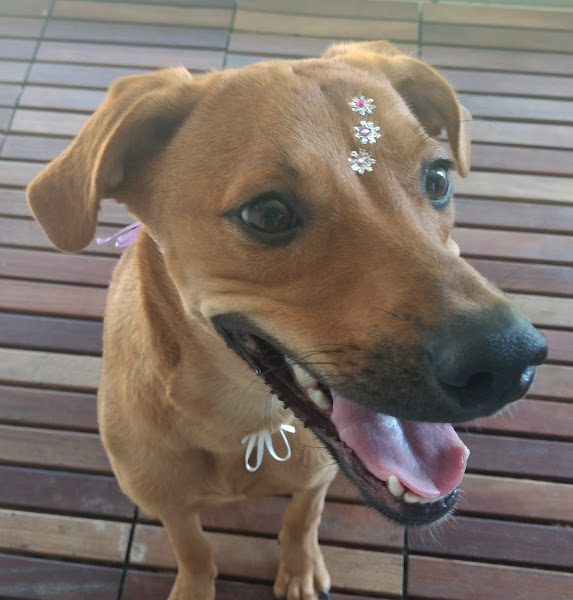 Foto 4 Veterinária Praça Seca . Direção: Dra. Renata Cancela & Dr. Fernando Cancela