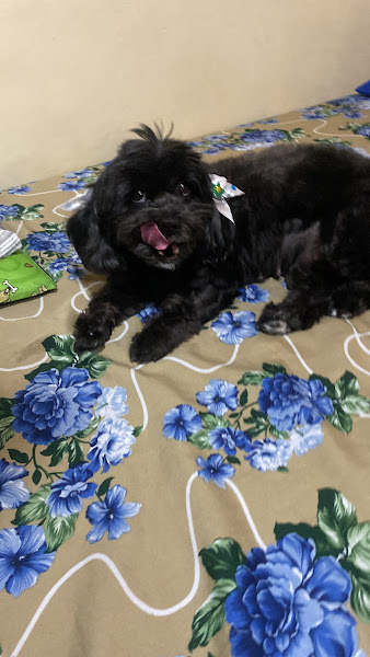 Foto 5 Veterinária Praça Seca . Direção: Dra. Renata Cancela & Dr. Fernando Cancela