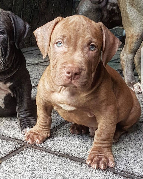Consultório Veterinário Cpavet