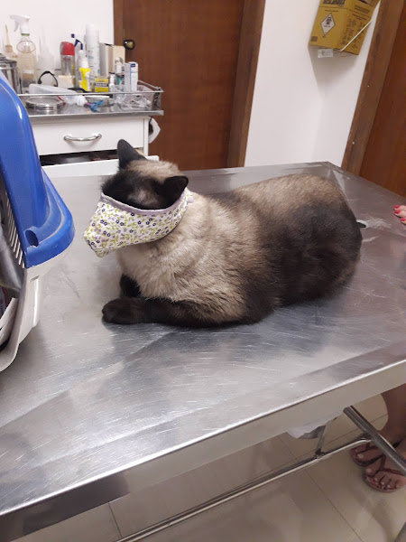 Clínica Médica Veterinária Anjos