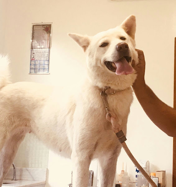 Foto 1 Clínica Médica Veterinária Anjos