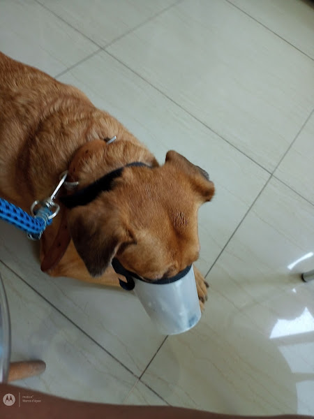 Foto 2 Clínica Médica Veterinária Anjos