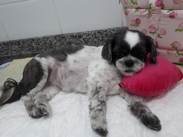 Foto 1 Policlínica Veterinária Botafogo