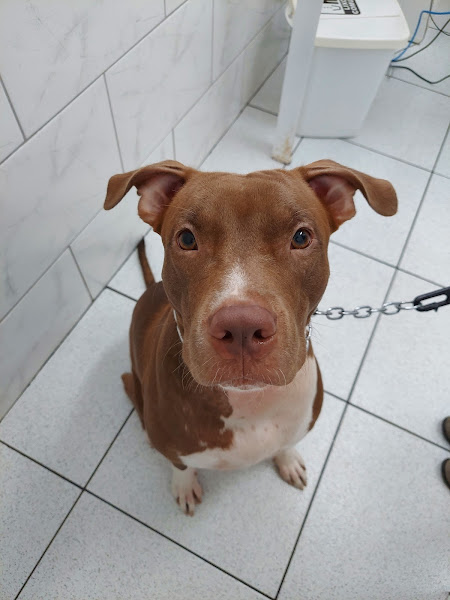 Foto 2 Policlínica Veterinária Botafogo