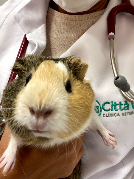 Clinica Bird Care - Clínica de Aves, Roedores e Silvestres (Hospital Veterinário 24 horas)