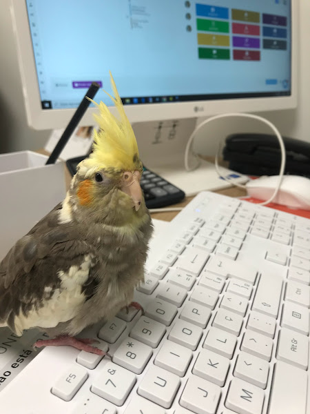 Foto 1 Clinica Bird Care - Clínica de Aves, Roedores e Silvestres (Hospital Veterinário 24 horas)