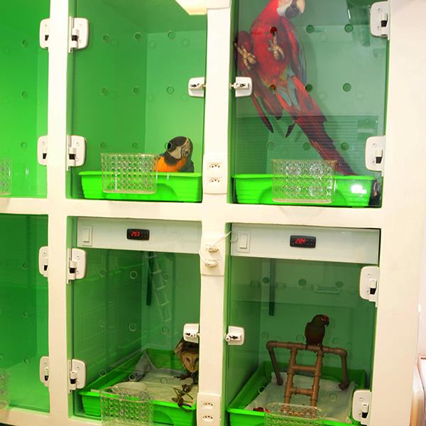 Foto 3 Clinica Bird Care - Clínica de Aves, Roedores e Silvestres (Hospital Veterinário 24 horas)