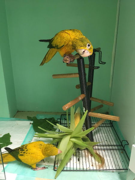 Foto 4 Clinica Bird Care - Clínica de Aves, Roedores e Silvestres (Hospital Veterinário 24 horas)