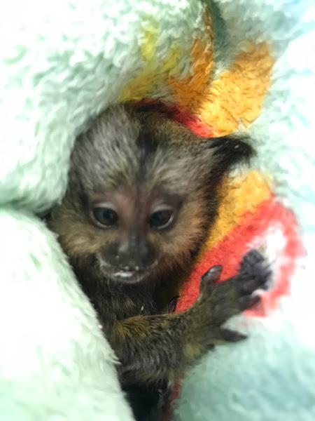 Foto 5 Clinica Bird Care - Clínica de Aves, Roedores e Silvestres (Hospital Veterinário 24 horas)