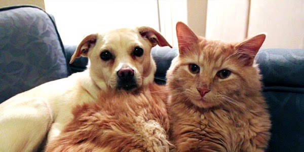 Foto 2 Clínica Veterinária Dona Mariana