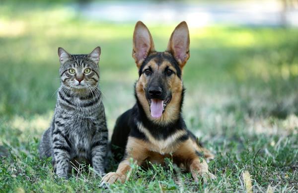 Foto 3 Clínica Veterinária Dona Mariana