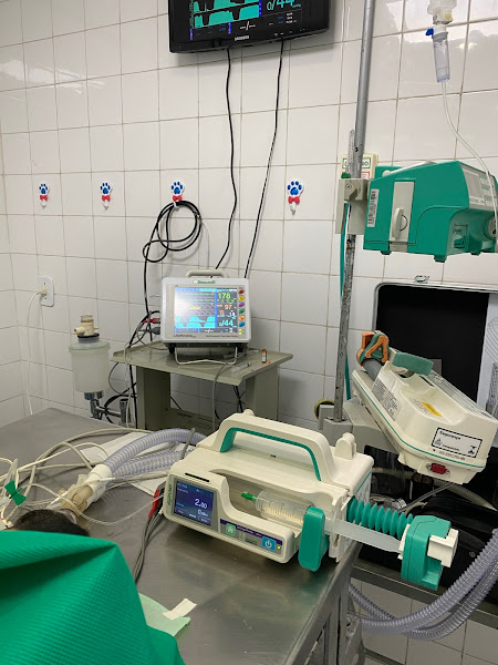 Foto 2 Hospital Veterinário Cinco Estrelas