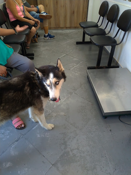 Foto 2 Hospital Popular de Medicina Veterinária - Unidade Campo Grande