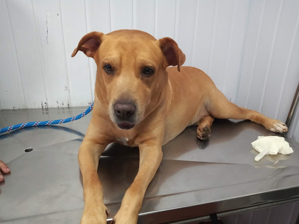 Veterinária Coisa de Bicho