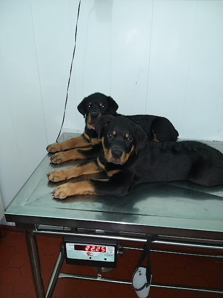 Foto 1 Veterinária Coisa de Bicho