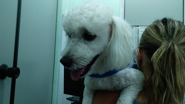 Foto 2 Veterinária Coisa de Bicho