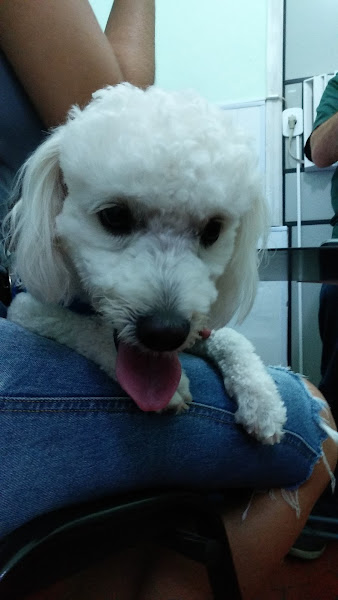 Foto 3 Veterinária Coisa de Bicho