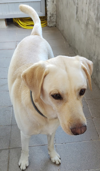 Foto 4 Veterinária Coisa de Bicho