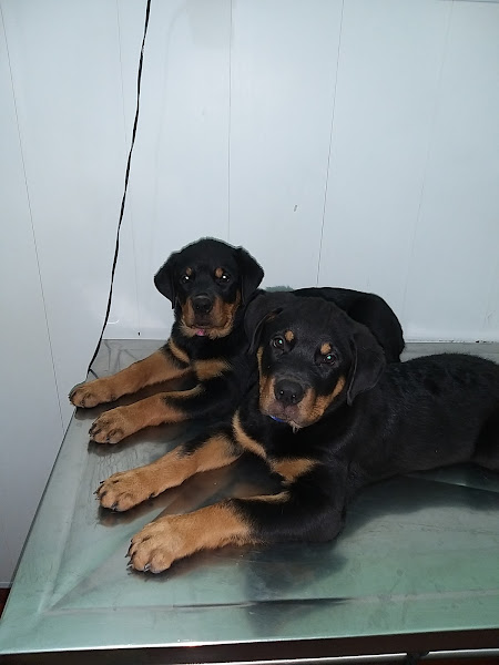 Foto 5 Veterinária Coisa de Bicho