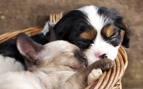 Clínica Veterinária Bom Pastor - Emergências 24 horas Clínica Veterinária Bom Pastor - Emergências 24 horas