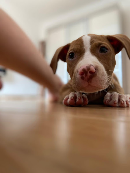 Foto 1 Clínica Veterinária Bom Pastor - Emergências 24 horas