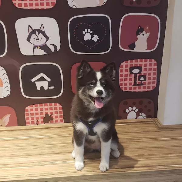 Foto 1 Don Vet - Clínica Veterinária Copacabana