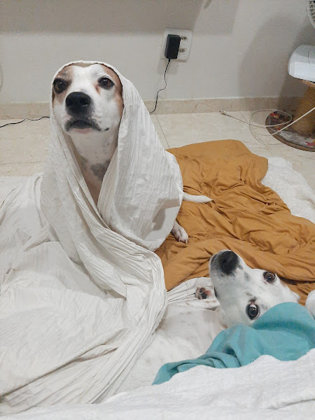 Foto 1 Clínica Veterinária Apaixonados Por Quatros Patas - Unidade Curicica Foto 1 Clínica Veterinária Apaixonados Por Quatros Patas - Unidade Curicica